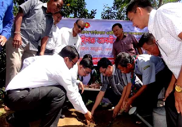 বজ্রপাত রোধে কাউখালীতে তালবীজ রোপন