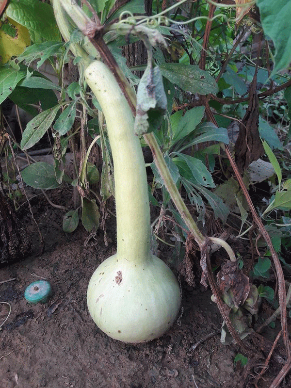 বিলুপ্তির পথে ‘বাস’ ফল