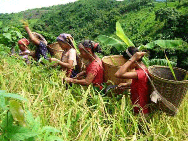 পাহাড়ে জুমের ফসল কাটার ধুম