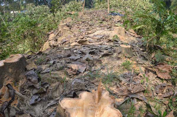রাতের আঁধারে ২৭ সেগুন গাছ কেটে নিল দুর্বৃত্তরা