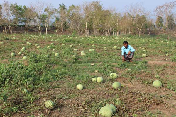 কৃষকের হাসি কেড়ে নিয়েছে শিলাবৃষ্টি