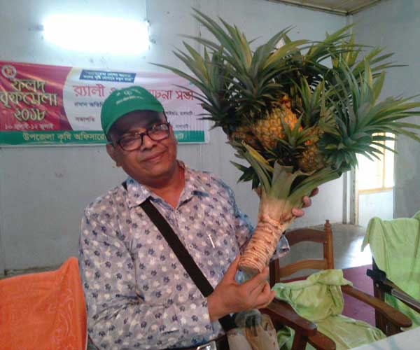 এক থোকায় ৬ আনারস!