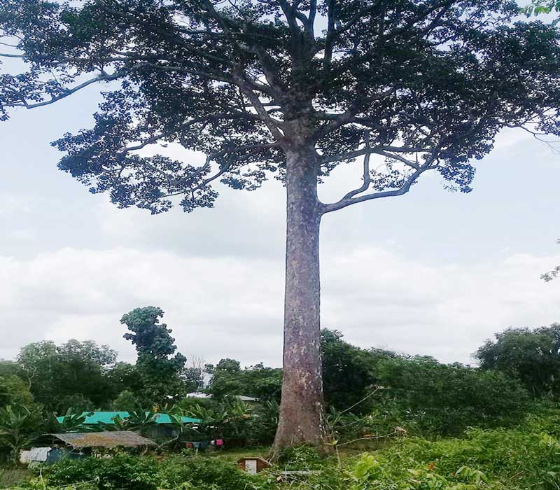 কালের সাক্ষী ২১২ বছরের আকাশ!
