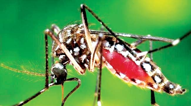 ডেঙ্গু নিয়ে বিশেষজ্ঞ পরামর্শ ডেঙ্গু নিয়ে বিশেষজ্ঞ পরামর্শ