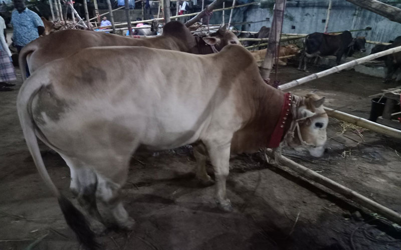 দু’লাখ টাকার গরু কিনলেন জালাল সওদাগর