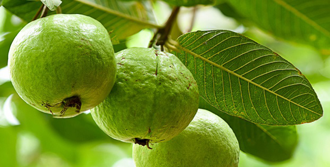 ওজন কমাতে ও ডায়াবেটিস নিয়ন্ত্রণে পেয়ারা খান