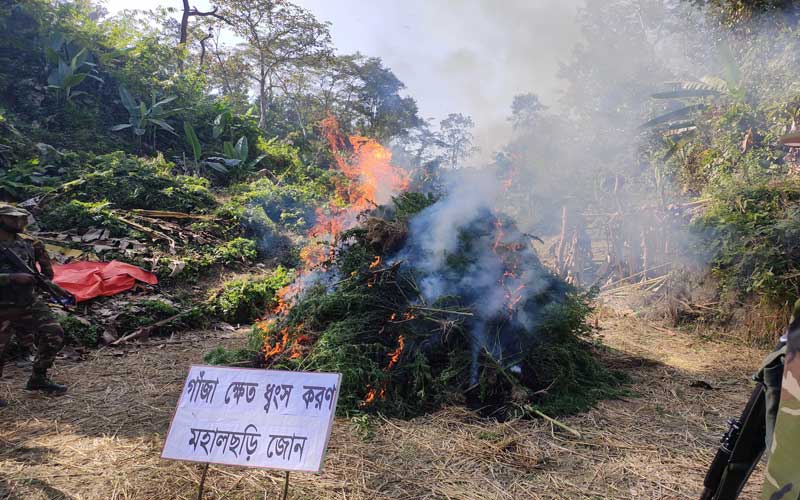 ইউপিডিএফ’র ৭ বিঘা জমির গাঁজা ক্ষেত ধ্বংস করলো সেনাবাহিনী