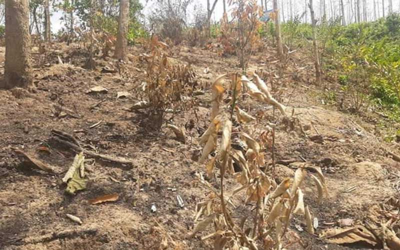 সাংবাদিকের বাগানে দুর্বৃত্তের আগুন