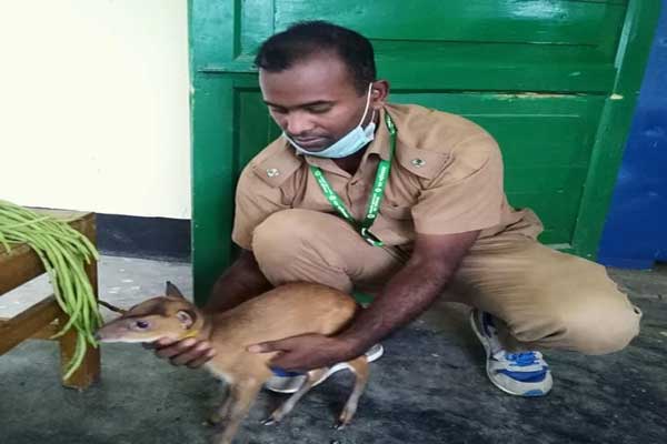 লোকালয়ে আসা হরিণ শাবকটির ঠিকানা হচ্ছে সাফারি পার্কে
