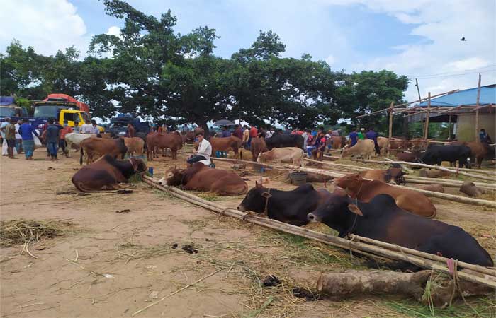 ক্রেতা শূন্য রাঙামাটির কোরবানির পশুর হাট