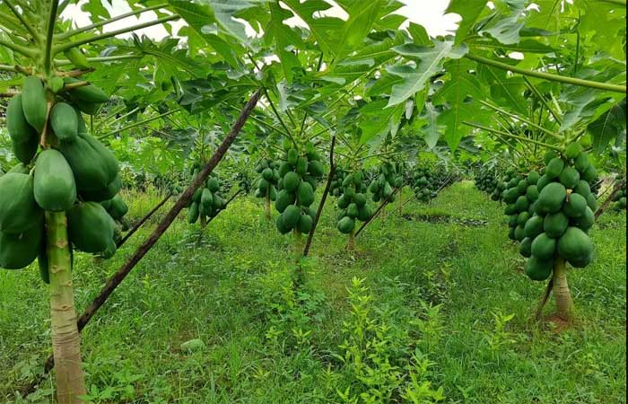‘রেড লেডি’তে চোখ পাহাড়ের কৃষকের