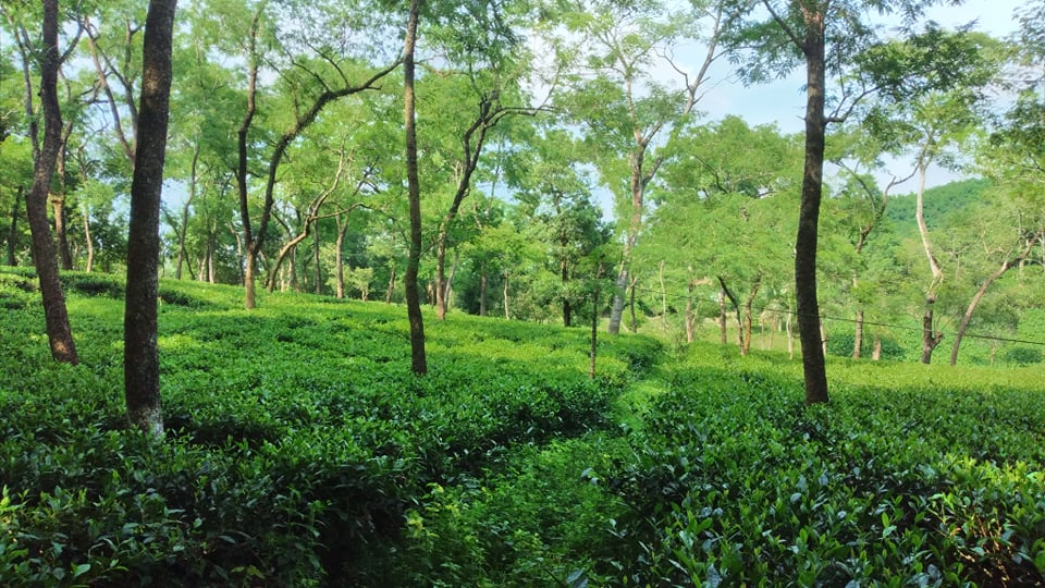 মুগ্ধতা ছড়াচ্ছে ওয়াগ্গা চা বাগান