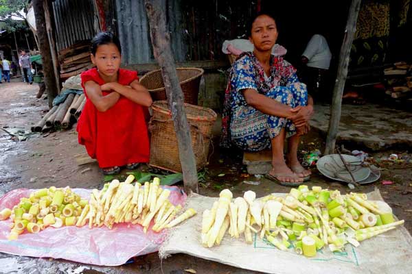 খাদ্যে বাঁশ কোঁড়ল, সংকটে বাঁশ সম্পদ