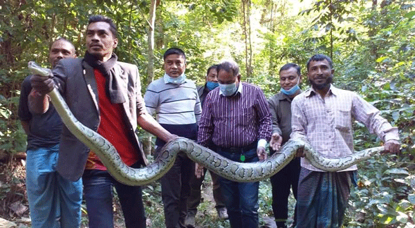 কাপ্তাইয়ে ১২ ফুট দৈর্ঘ্যরে অজগর অবমুক্ত