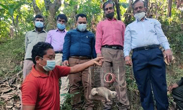 রামগড়ে উদ্ধার লজ্জাবতী বানর আলুটিলায় মুক্ত
