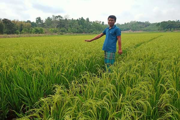 সৌর বিদ্যুতের সেচে চাষাবাদ