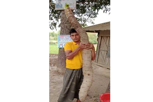 এত বড় মান কচু !