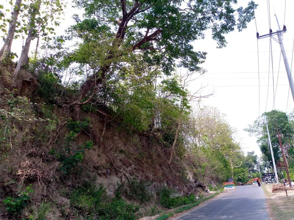 কাপ্তাইয়ে সড়কের পাশে ঝুঁকিপূর্ণ গাছ: ধসে ক্ষয়ক্ষতির শঙ্কা