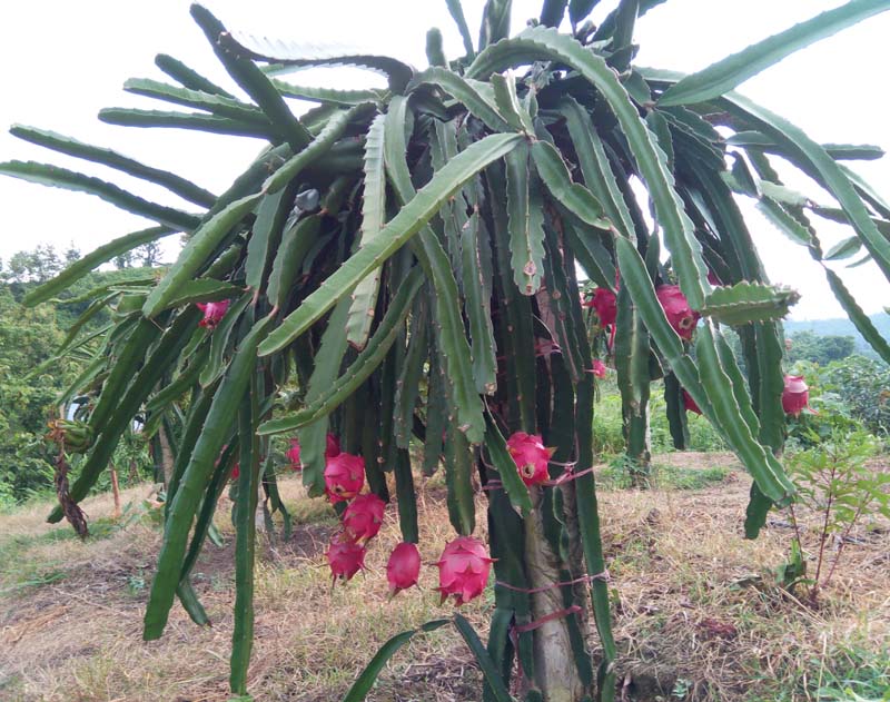বাজারজাত নিয়ে চিন্তিত মহালছড়ির ফল চাষি