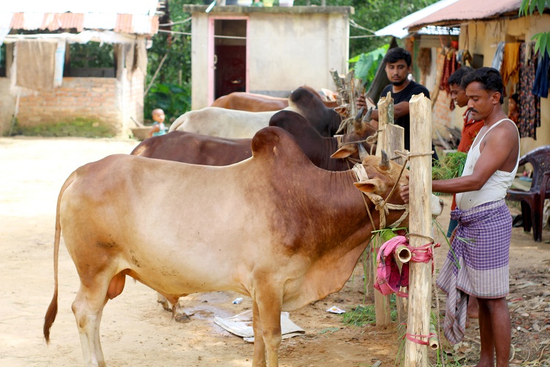 ১৫ লাখেই মিলবে মানিকছড়ির ১০ ষাঁড়