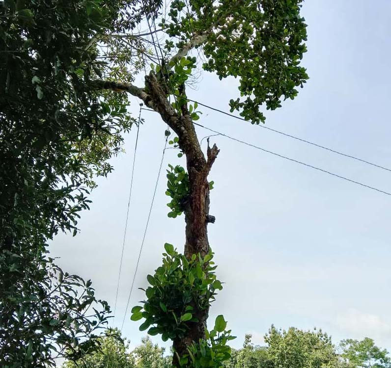 মহালছড়িতে গাছকে বৈদ্যুতিক খুঁটি বানিয়ে বিদ্যুৎ সরবরাহ!
