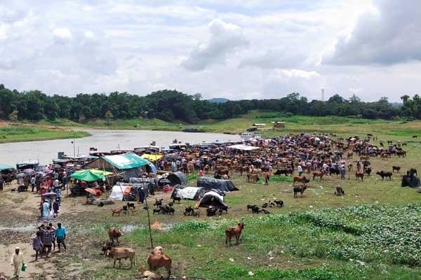 লকডাউনে বসা মাইনীবাজার পশুর হাট বন্ধ করল প্রশাসন