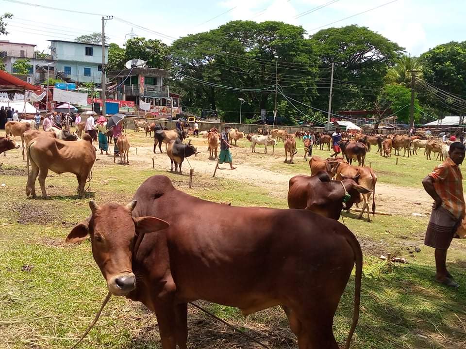 কাপ্তাইয়ে পশুর দাম চড়া: পাহাড়ি গরুর চাহিদা বেশি