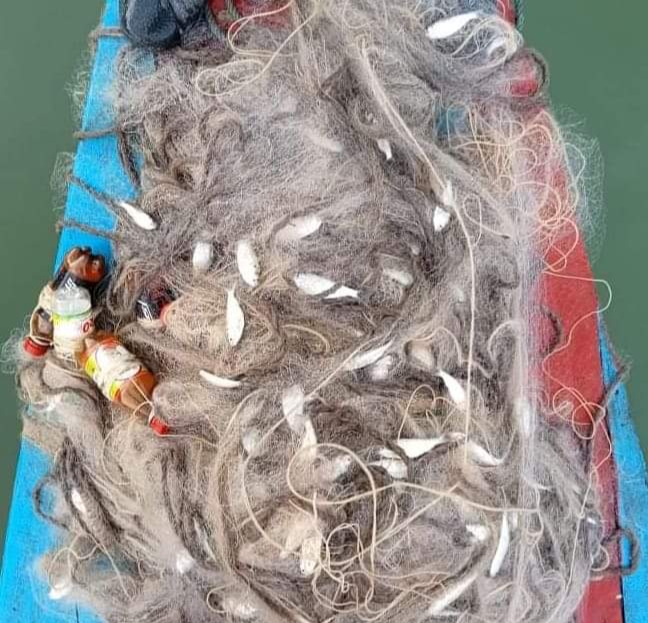 কাপ্তাইয়ে বিএফডিসি’র অভিযানে মাছ ও জাল উদ্ধার