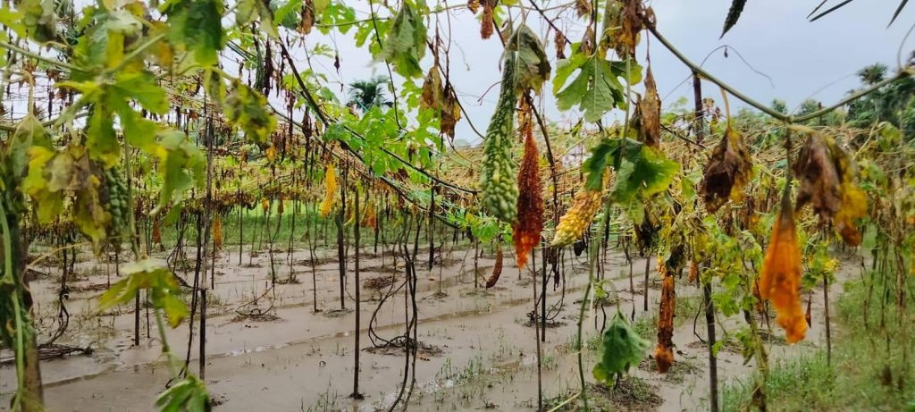 লামায় টানা বৃষ্টিতে সাড়ে চারশ হেক্টর জমির ফসলহানি