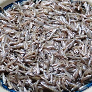 লংগদুতে ১২০ কেজি অবৈধ মাছ উদ্ধার