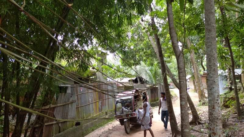 ‘জীবন্ত গাছ’ই পিডিবি’র বিদ্যুৎ সরবরাহের খুঁটি