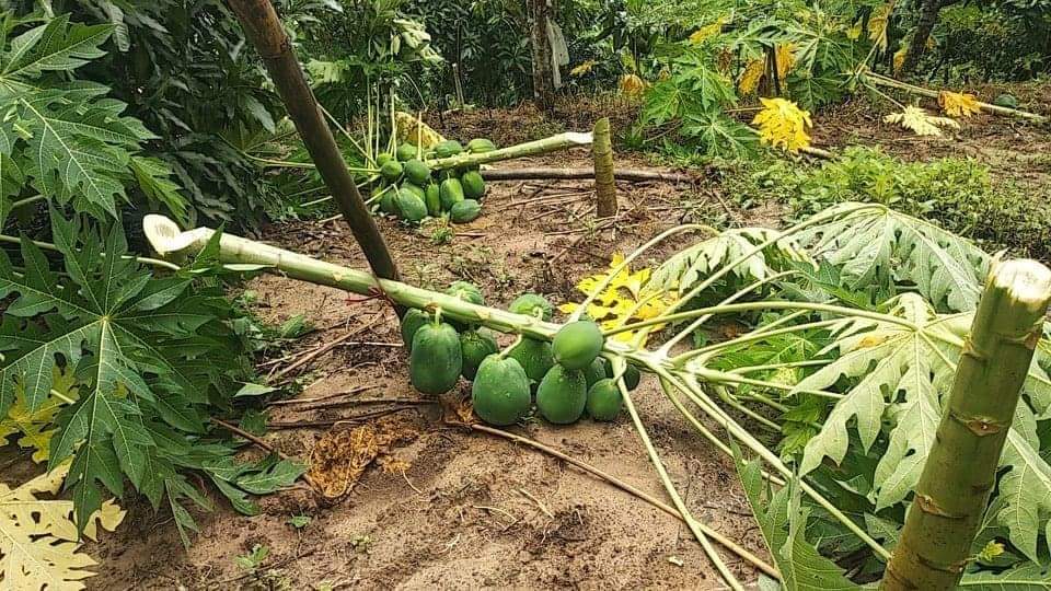 এবার রামগড়ে কেটে ফেলা হল কৃষকের দেড় হাজার গাছ