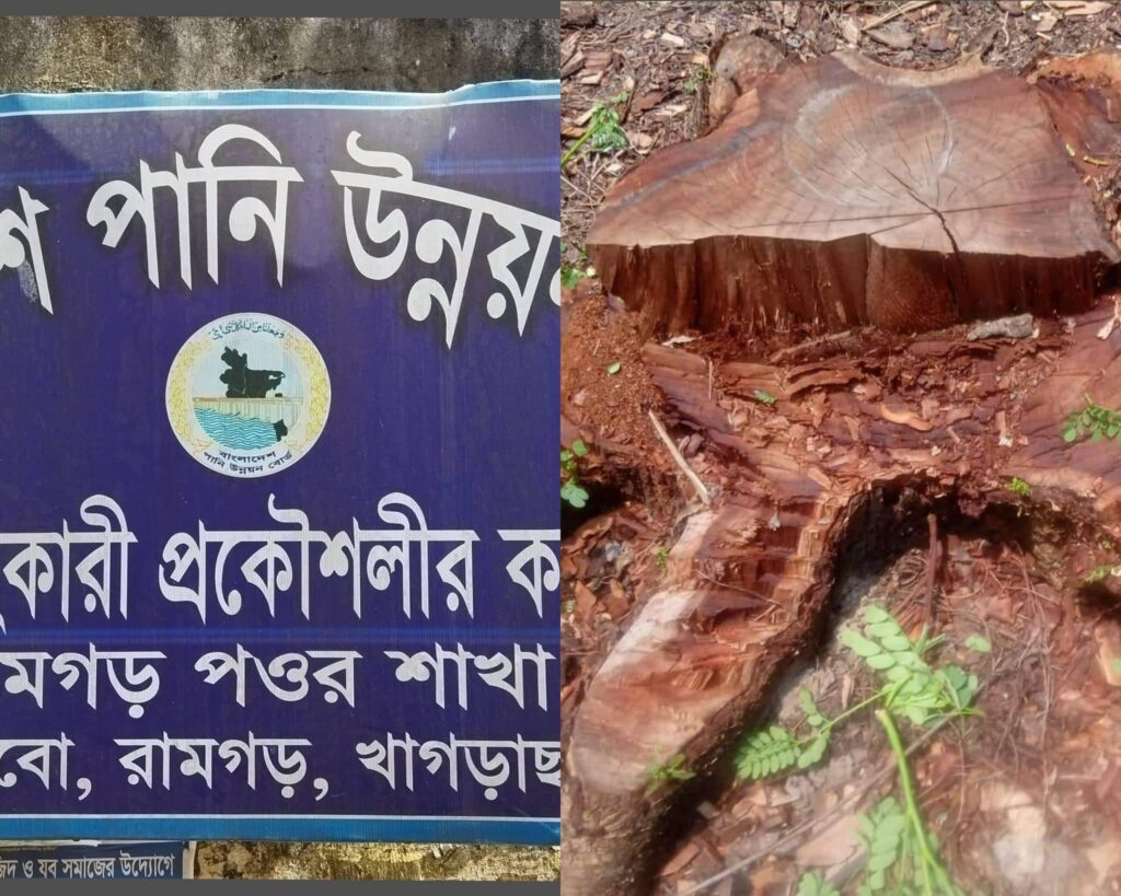 চুপিসারে কাটা হলো রামগড় পাউবো’র দুইটি পুরোনো কড়ই গাছ