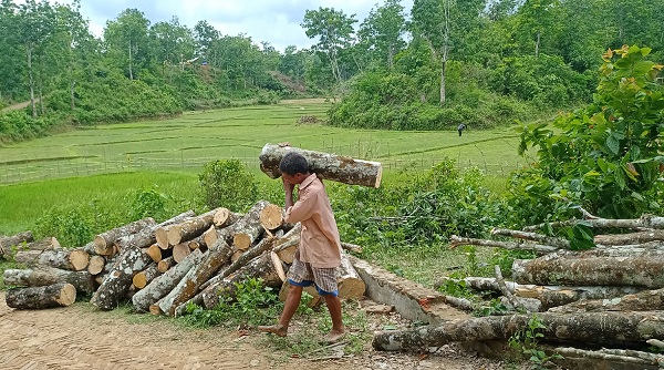 দীঘিনালায় রাবার বাগানের গাছ কেটে লাকড়ি হিসেবে বিক্রি!