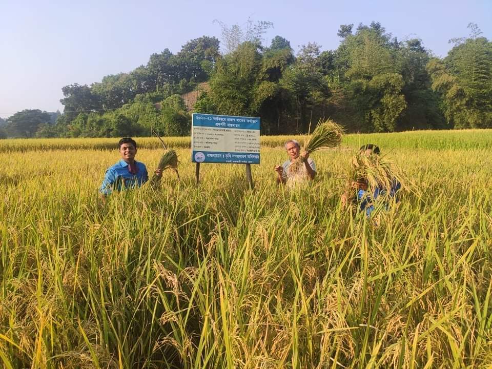 কাপ্তাইয়ে বোরো ধানের ফলনে কৃষকের মুখে হাসি