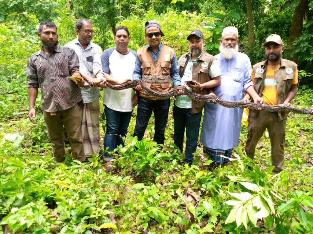 কাপ্তাই জাতীয় উদ্যানে ১৮ ফুট দৈর্ঘ্যরে অজগর সাপ অবমুক্ত