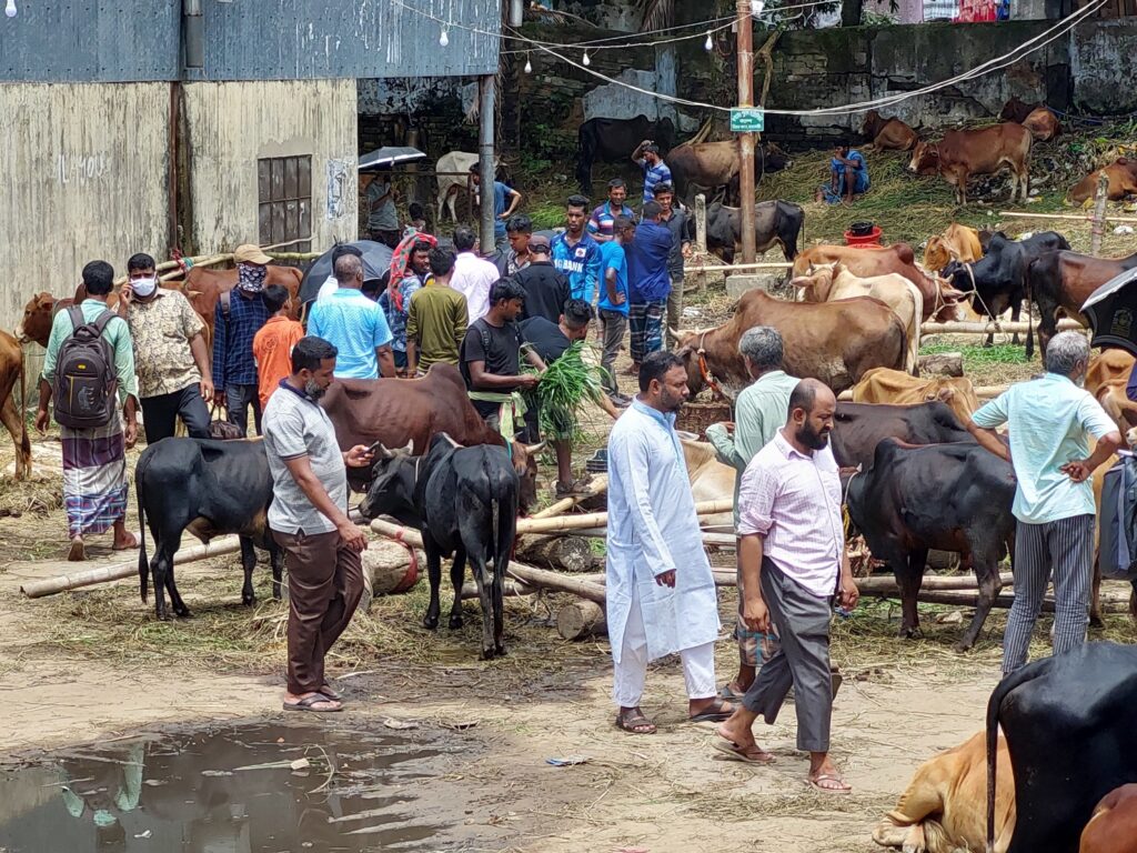 হাট জমে উঠতেই বেড়ে গেলো গরুর দাম