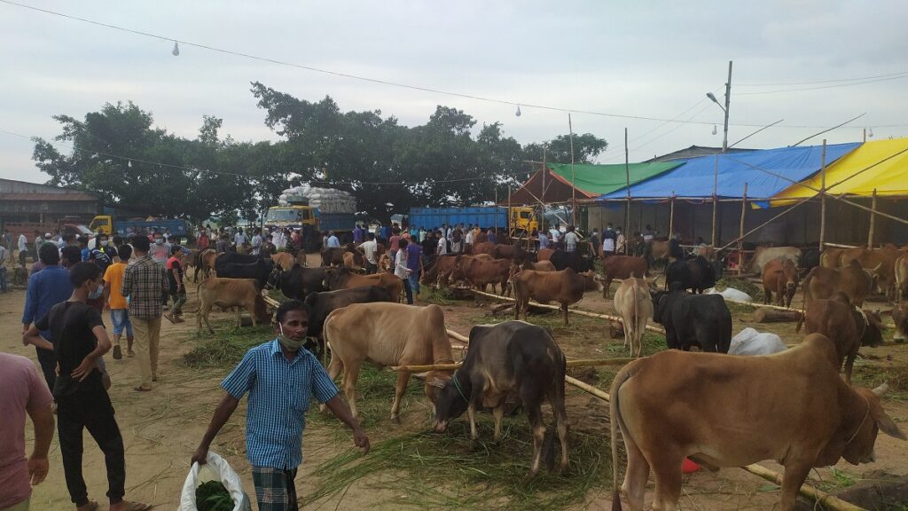 রাঙামাটির বাজারে ২ লাখে বিক্রি হলো এক গরু
