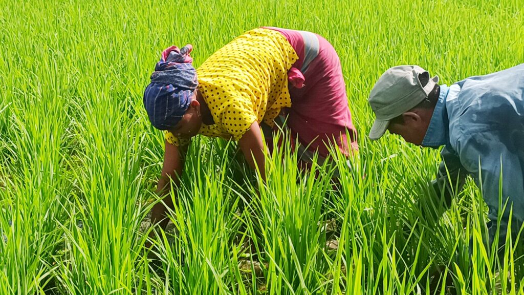 যেখানে আসমানের পানিই কৃষকের ভরসা
