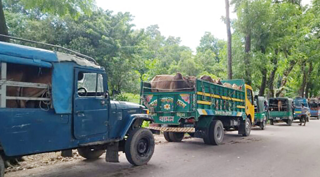 আলীকদমে তিনদিনের অভিযানে ১৯৪ গরু-মহিষ আটক