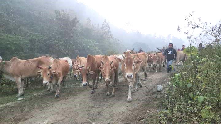 আলীকদমে বিজিবি’র অভিযানে কোটি টাকার বার্মিজ গরু উদ্ধার