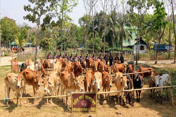 মায়ানমারের ১৩২ জব্দ গরু নিলামে বিক্রি